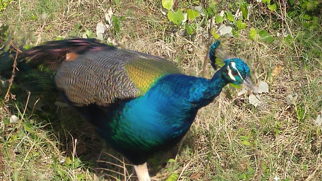 A lovely Peacock